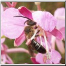 Halictus rubicundus - Furchenbiene m01 auf Epilobium angustifolium-Weideroeschen.jpg